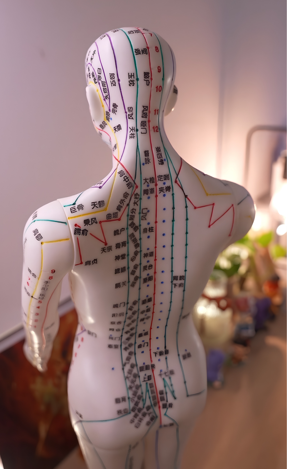 TCM Acupuncture Model showing traditional TCM meridians and acupuncture points